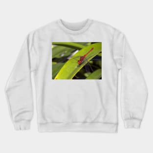 Red Dragonfly Crewneck Sweatshirt